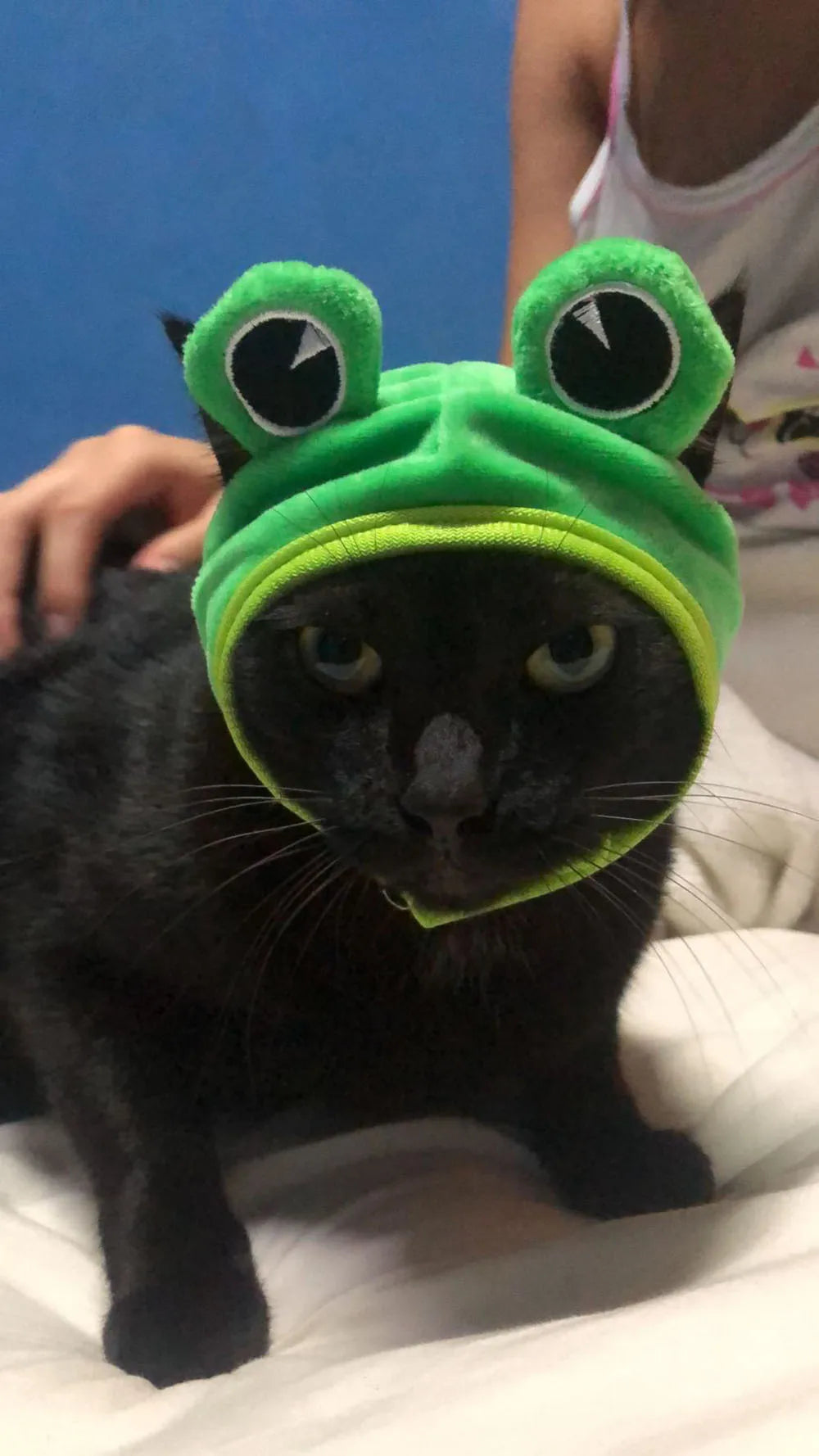Chapeuzinho para seu Petz nas versões: caranguejo, lagosta, sapo, chapéu
