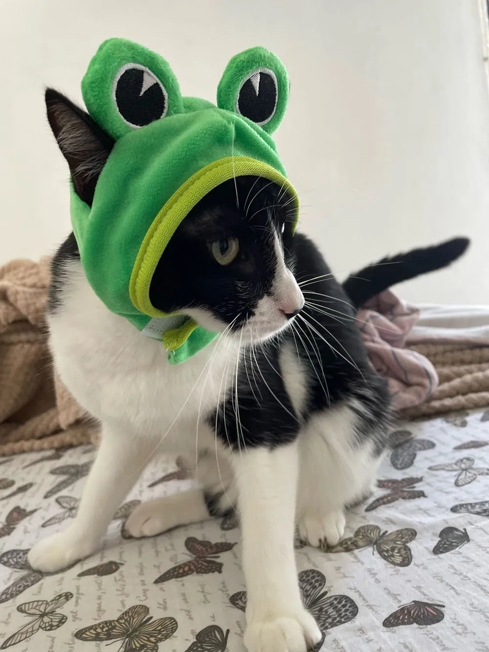 Chapeuzinho para seu Petz nas versões: caranguejo, lagosta, sapo, chapéu