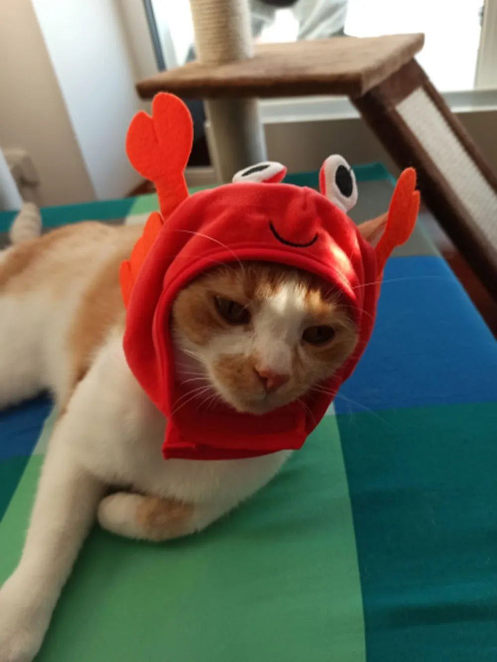 Chapeuzinho para seu Petz nas versões: caranguejo, lagosta, sapo, chapéu