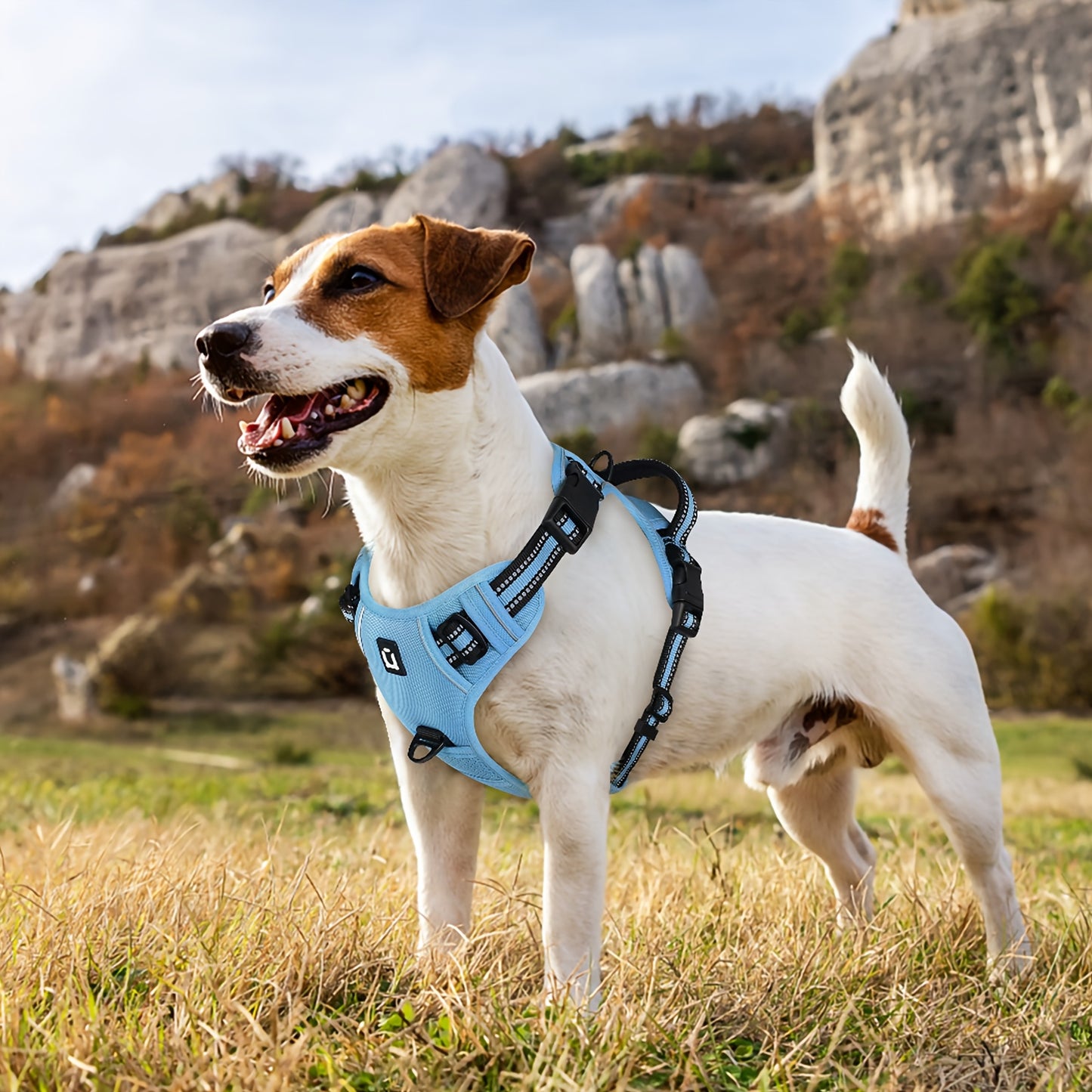 Segurança em primeiro lugar! Peitoral refletivo anti-puxão para cães